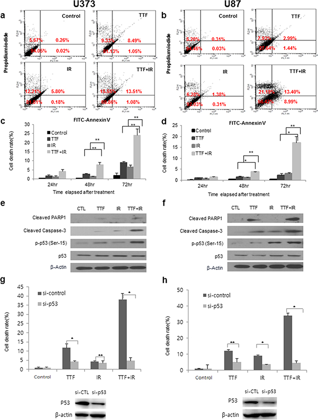 TTF induces apoptosis of GBM cells, and the effect of TTF&#x002B;IR is synergistic.