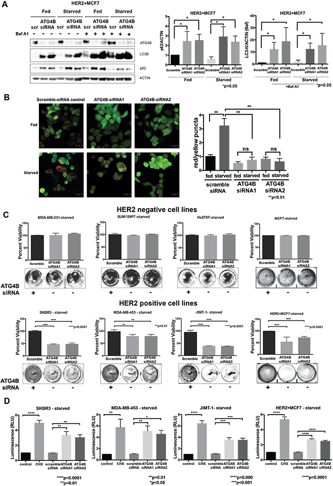 ATG4B is required for increased autophagic flux and survival under starvation in HER2 positive cells.