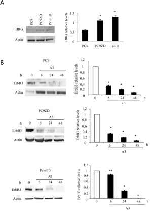 A3 mAb induces a time dependent down-modulation of ErbB3.