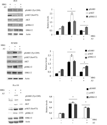 A3 inhibits HRG-induced signaling.