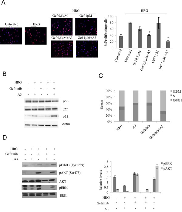 The combination A3 plus gefitinib reduces the proliferation, impairs cell cycle and reduces pAKT and pERK signaling.