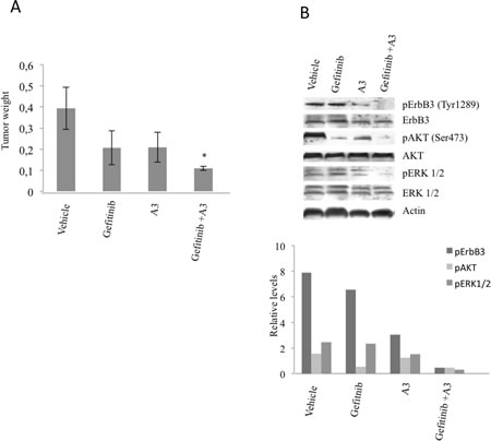 A3 increases the efficacy of gefitinib in vivo.