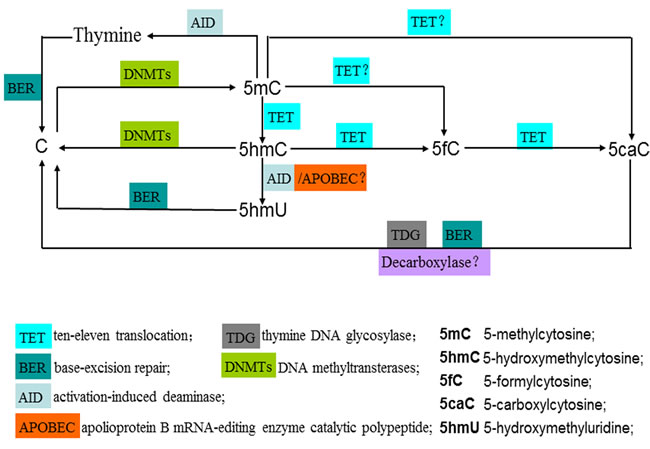 Enzymatic activity of TET family proteins: achieving the dynamic conversion cycle of C, 5mC and 5hmC.