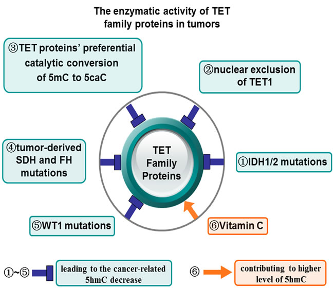 The enzymatic activity of TET family proteins in tumors.