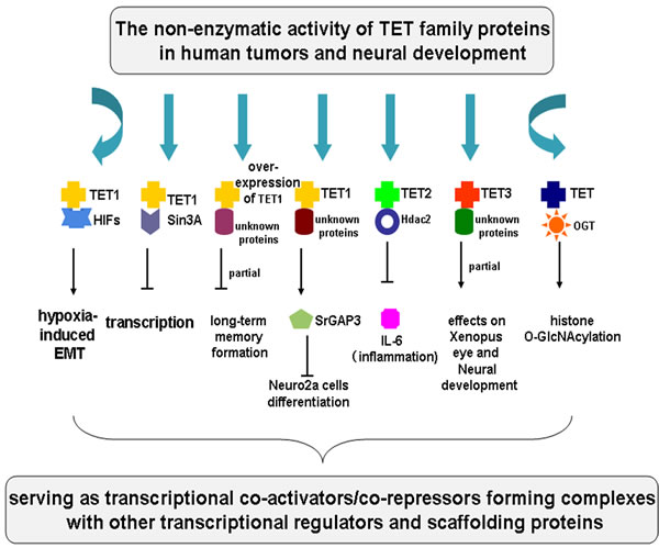 The non-enzymatic activity of TET family proteins in tumors and neural development.