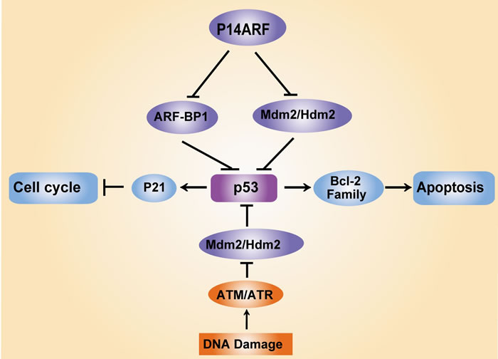 Regulation of p53 and its key regulators in response to DNA damage.