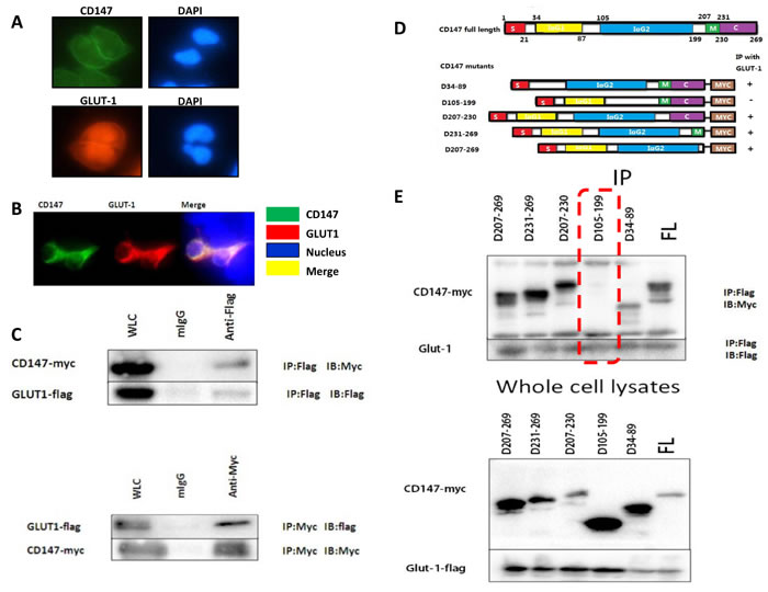 The co-expression of CD147 and GLUT-1 was observed in A375 cells