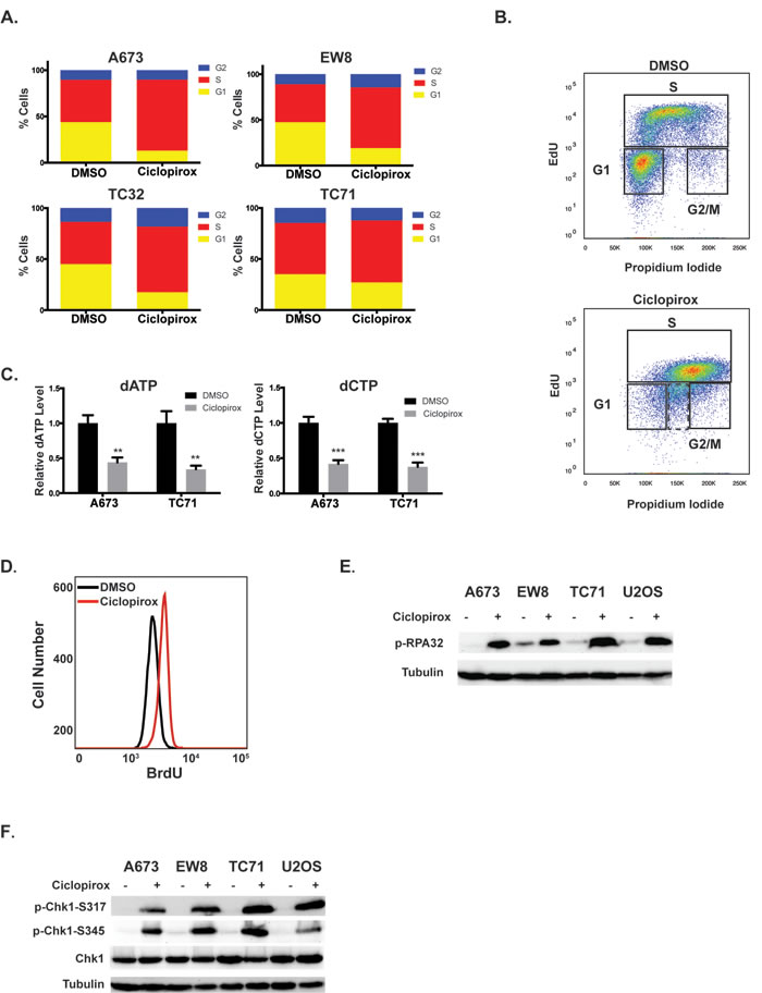 Ciclopirox impairs S phase progression of Ewing sarcoma cells.