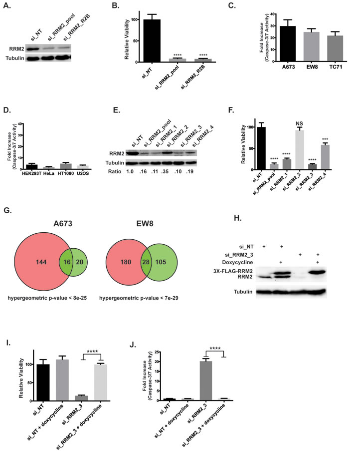 Knockdown of RRM2 using siRNA impairs the viability of Ewing sarcoma cells.
