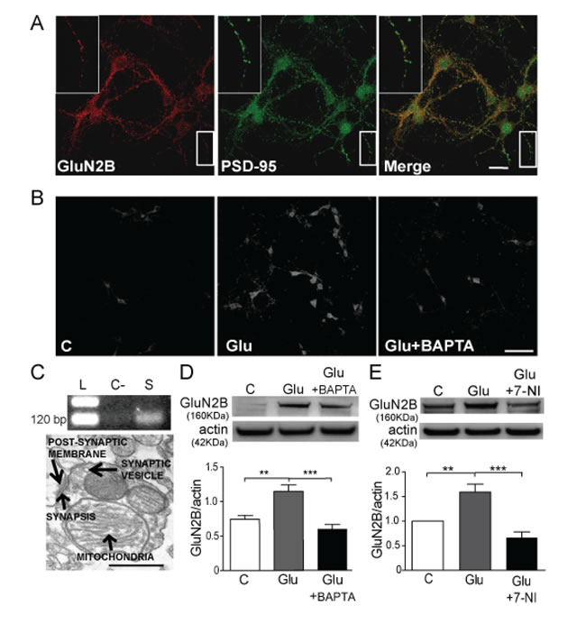 Glutamate increases GluN2B expression through a mechanism that involves calcium and NO.