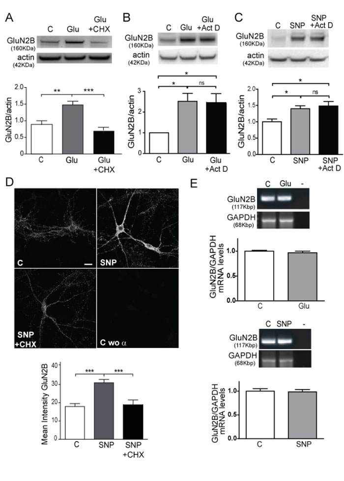 Glutamate and NO induce GluN2B translation.