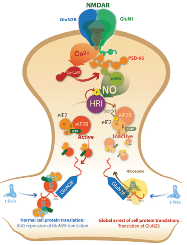 Signalling pathway for glutamate-NO-HRI-eIF2&#x3b1; inducing GluN2B translation at postsynaptic ending.