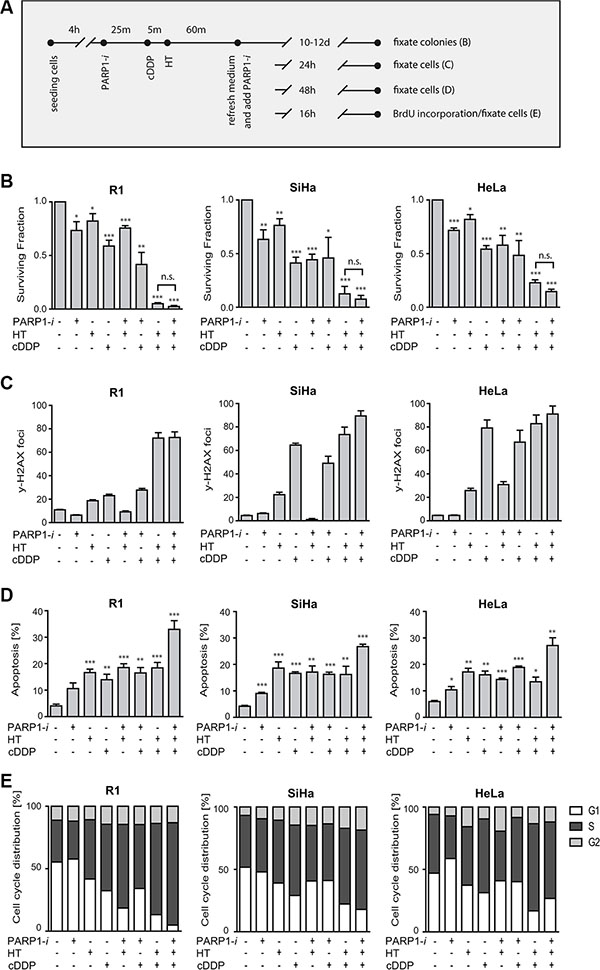 Effects of PARP1-i (100 &#x03BC;M NU1025/continuously), HT (42&#x00B0;C/1 h), cDDP (5 &#x03BC;M/1 h).