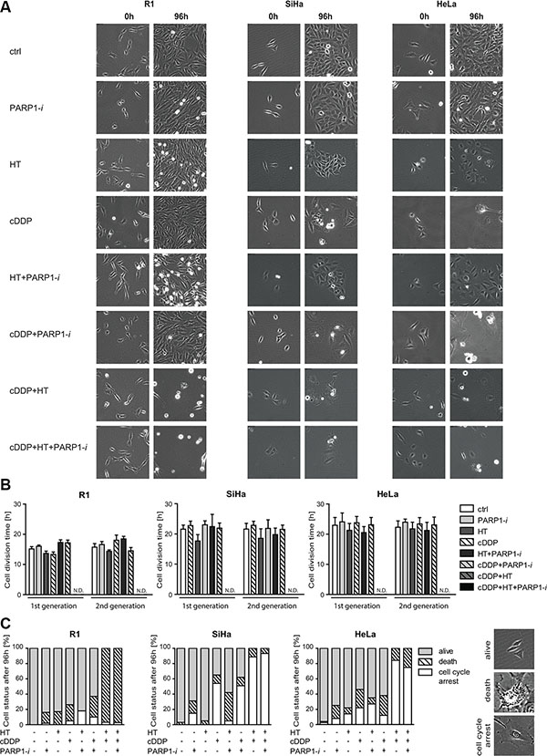 Time-lapse microscopy analysis 0 and 96 h after combination treatments with PARP1-i