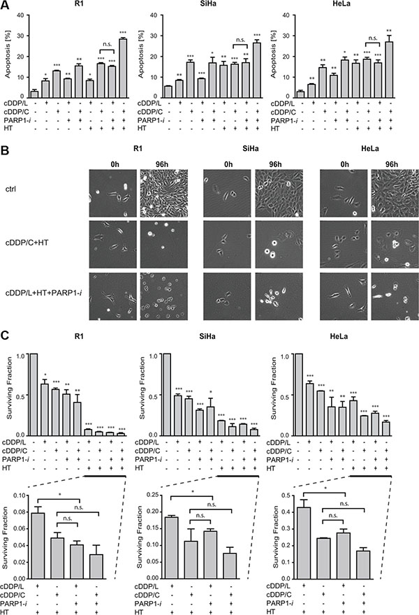 Addition of PARP1-i (100 &#x03BC;M NU1025/continuously) to the commonly used dose of cDDP (5 &#x03BC;M/1 h; cDDP/C) and HT (42&#x00B0;C/1 h) permits lowering of cDDP concentration (0.5 &#x03BC;M/1 h; cDDP/L).