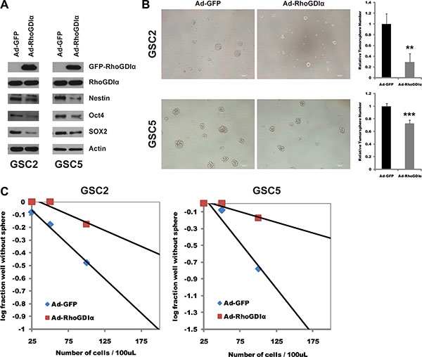 RhoGDI&#x03B1; suppressed stemness and self-renewal ability of GSCs.