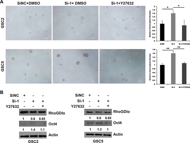 ROCK1 inhibition rescued the effects of RhoGDI&#x03B1; knockdown in GSCs.