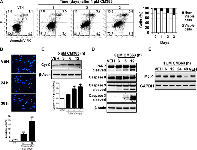 CM363 induces apoptosis in K562 cells.