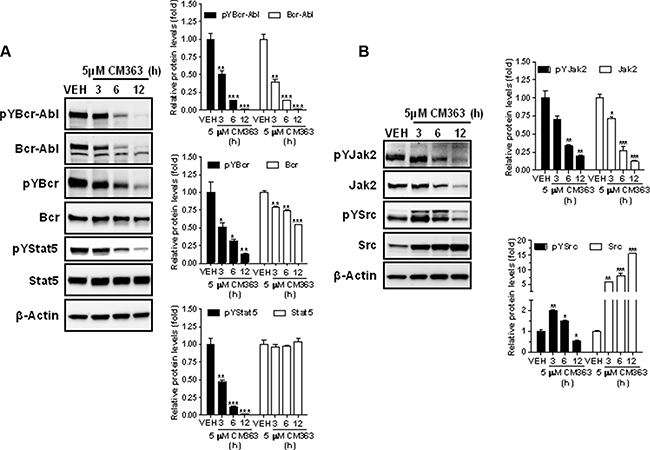 CM363 inhibits constitutive Bcrl-Abl-Stat5 signaling pathway.