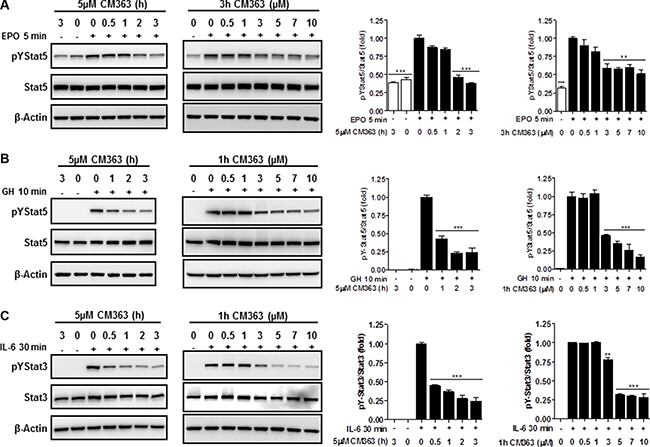 CM363 inhibits cytokine-induced tyrosine phosphorylations of Stat5 and Stat3.