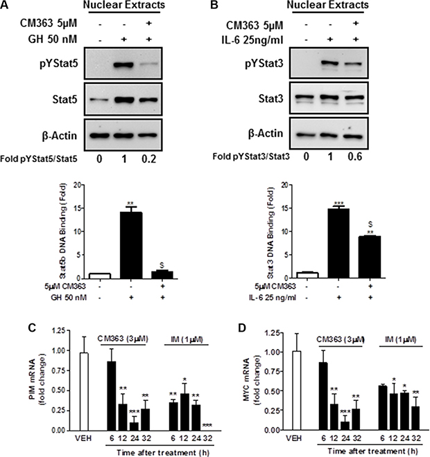 CM363 inhibits cytokine-induced DNA-binding activities of Stat5 and Stat3.