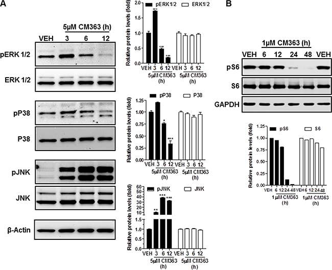 CM363 modulates survival signaling pathways.