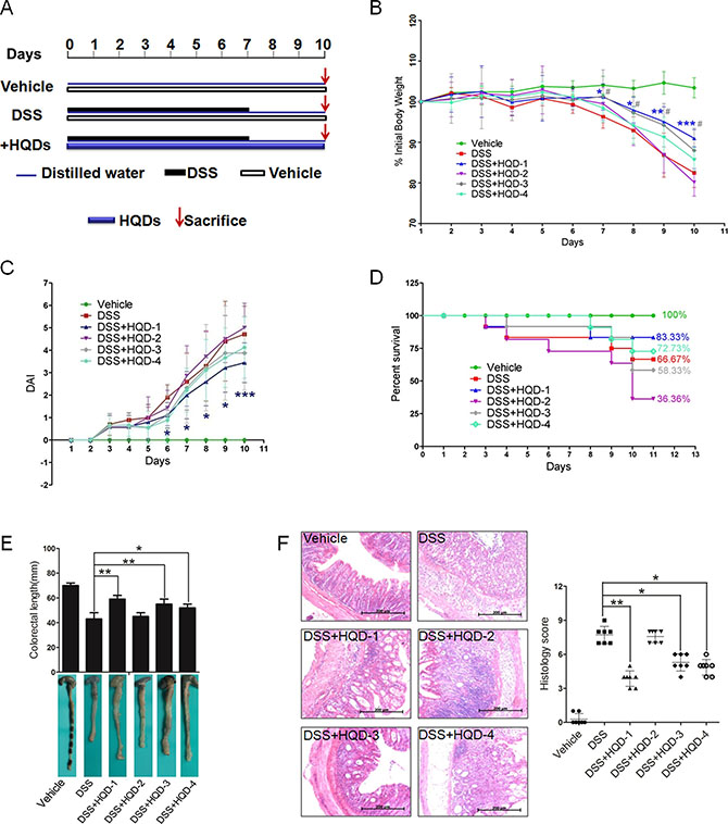 Protective activity of HQD preparations against DSS-induced acute ulcerative colitis in mice.