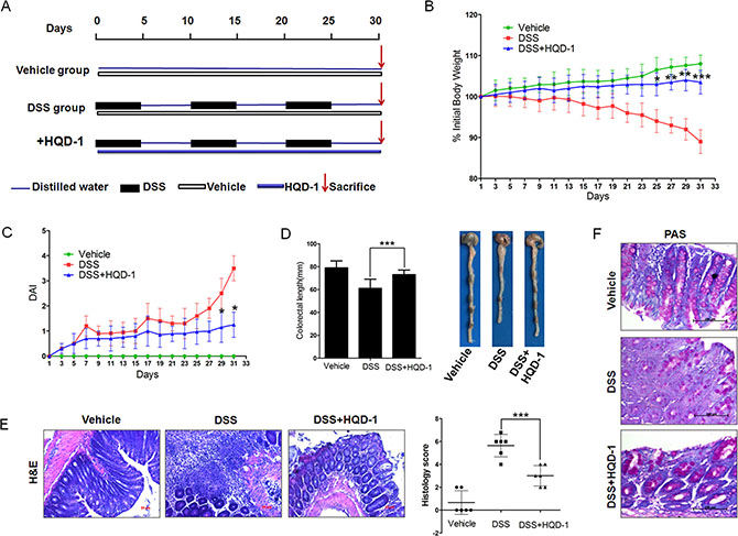 HQD-1treatment ameliorated DSS-induced chronic ulcerative colitis in mice.