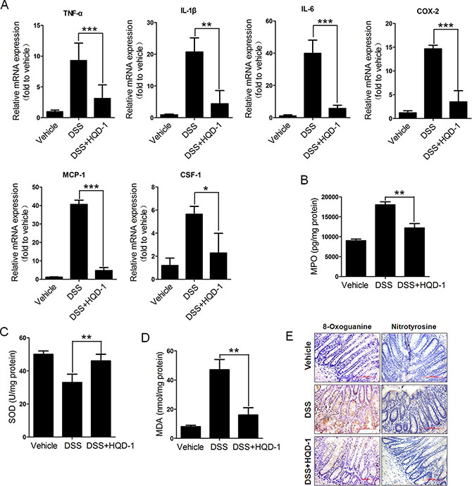 The effects of HQD-1 on the production of inflammatory cytokines and oxidative stress in colons during chronic ulcerative colitis induced by DSS in mice.