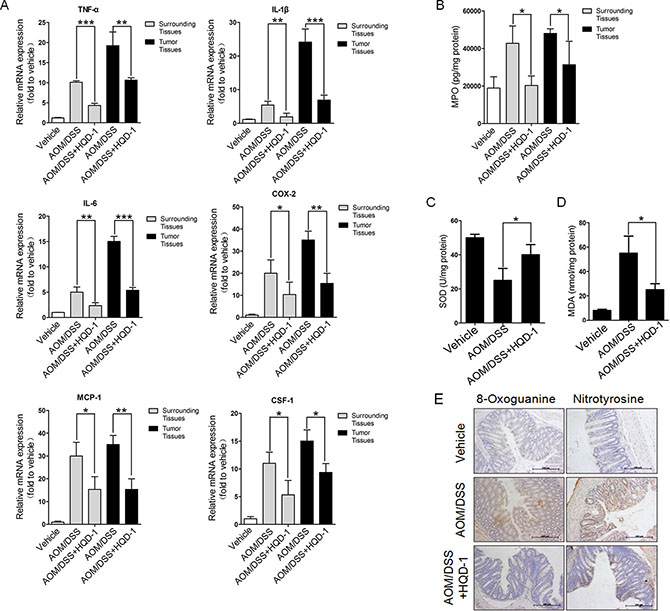 The effects of HQD-1 on the production of inflammatory cytokines and oxidative stress in tumor and surrounding tissues during colitis-associated colon cancer.