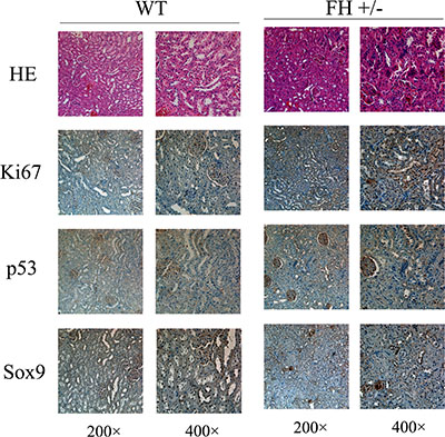 Histological and immunohistochemical results of rat kidney.