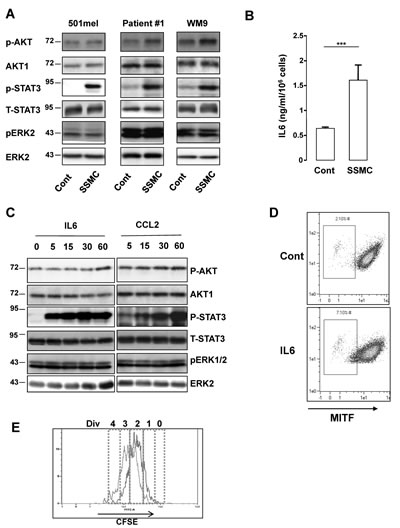 Activation of the STAT3 signaling pathway by the secretome of senescent melanoma cells.