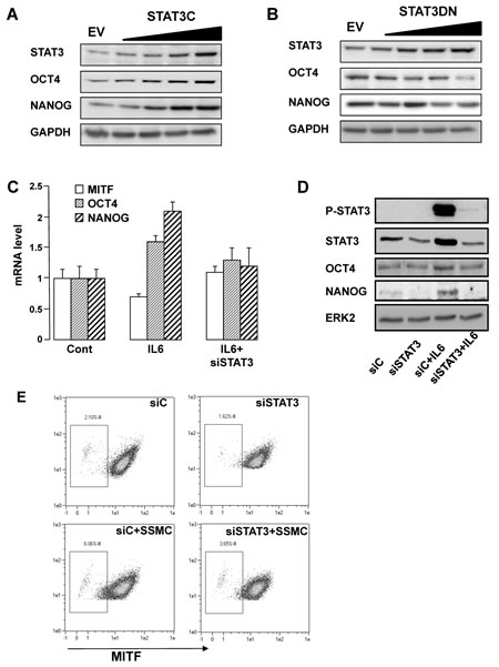 STAT3 activation mediates the acquisition of the stemness phenotype in melanoma cells.