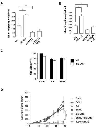 STAT3 activation is required for the acquisition of the tumorigenic phenotype of melanoma cells.