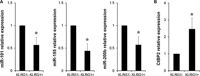 miRNA-101/CtBP2 pathway involved in KLRG1-restricted antitumor immunity.