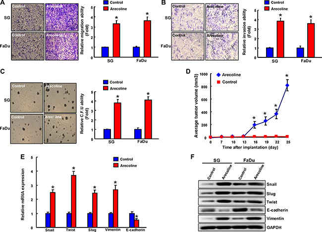 Enhanced in vitro and in vivo oncogenicity in long-term arecoline-stimulated oral epithelial cells.