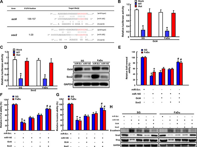 miR-145 regulated by long-term arecoline treatment targets Sox2 and Oct4.