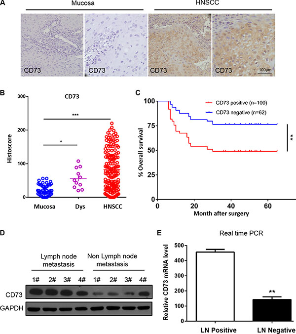 CD73 expression is upregulated and associated with poor prognosis in Head and Neck Squamous Cell Carcinoma (HNSCC).