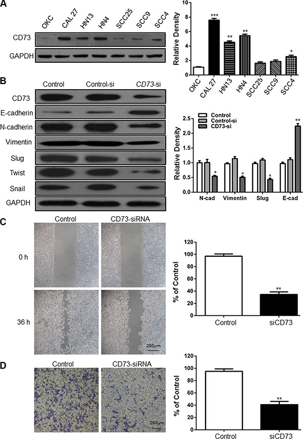 Knockdown of CD73 decreases migration and invasion in HNSCC cell lines.