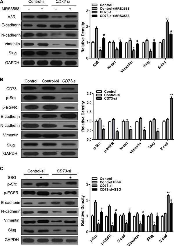 EGFR and adenosine signaling pathways are involved in CD73-dependent EMT in HNSCC cells.