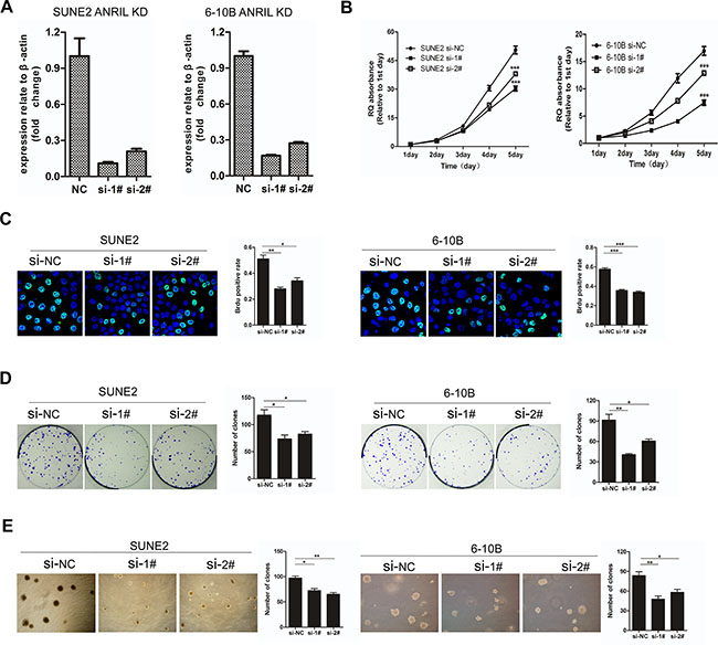 Knockdown of ANRIL suppressed the proliferation and transforming ability of NPC cells.