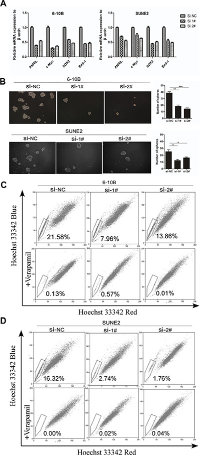 ANRIL silencing suppressed the percentage of side-population cells in NPC cells.