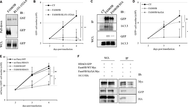 The anti-proliferative property of FAM65B results from its capacity to interfere with HDAC6 and 14.3.3.