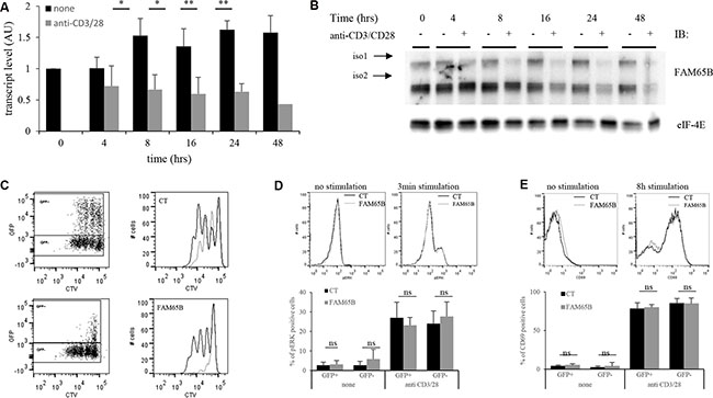 FAM65B expression is inversely correlated with the proliferative potential of activated T cells.