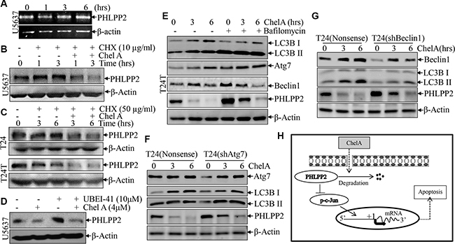 The down-regulation of PHLPP2 by Chel A is due to an increase in the rate of PHLPP2 protein degradation.