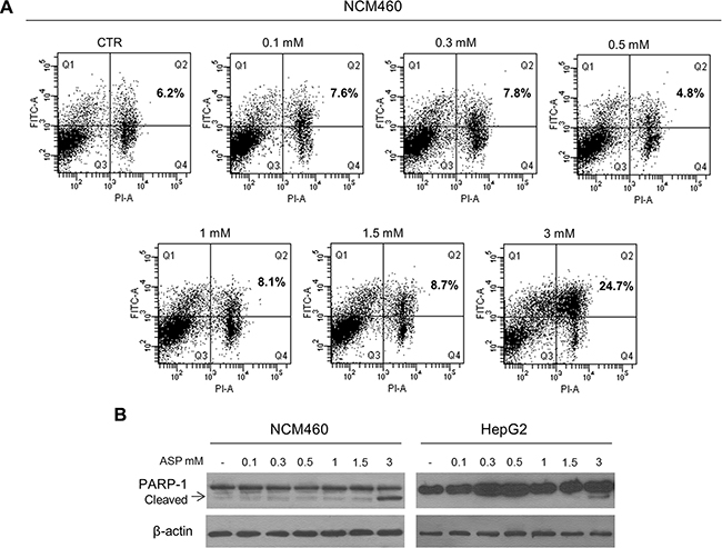 Aspirin, in the range of therapeutic dosages, does not cause apoptotic cell death.