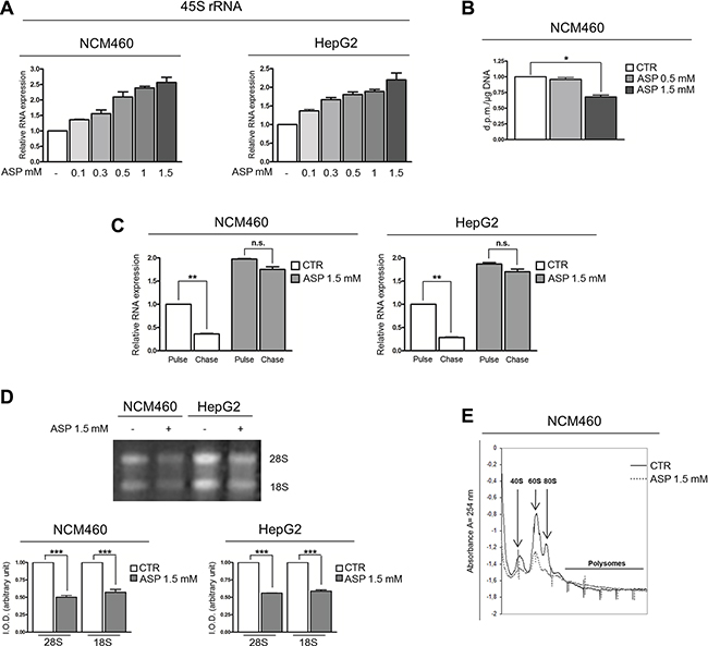 Therapeutic dosages of aspirin slow down the ribosome biogenesis rate.