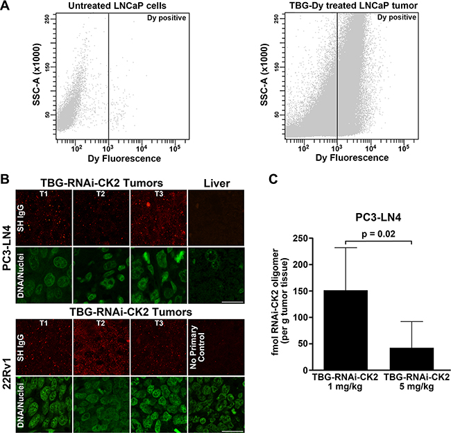 Efficiency and verification of TBG nanocapsule delivery and detection of RNAi-CK2 oligomer released in xenograft tumors.
