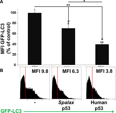 H1299 cells were transfected with the human or Spalax p53 plasmids in the presence or absence of GFP-LC3.