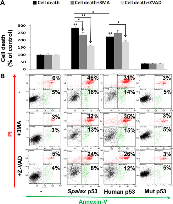 Spalax p53 regulates lung cancer cell death via both autophagy and caspases.